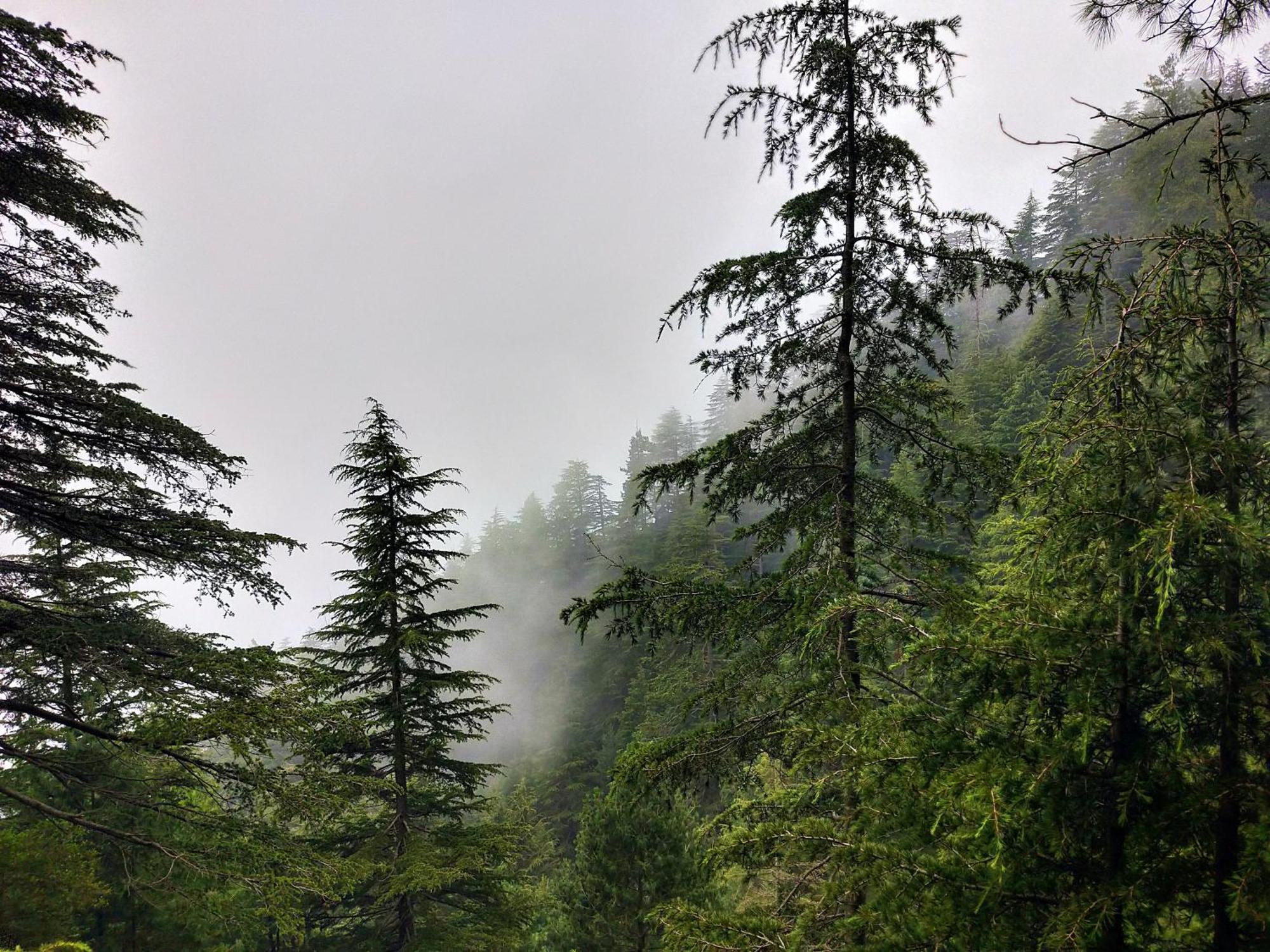 Neha Homestay Shimla Exterior photo